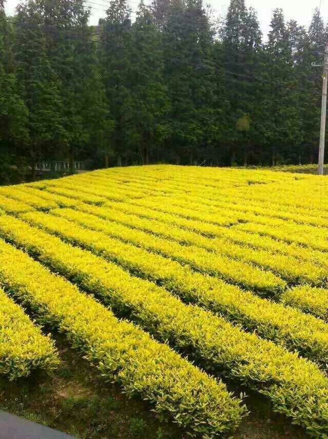 �ƽ�ײ�